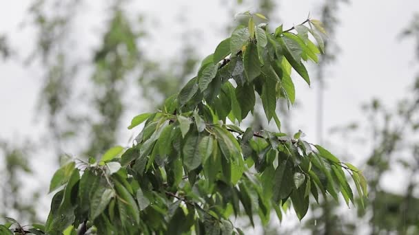 Caen gotas de lluvia sobre hojas verdes de cerezo — Vídeos de Stock