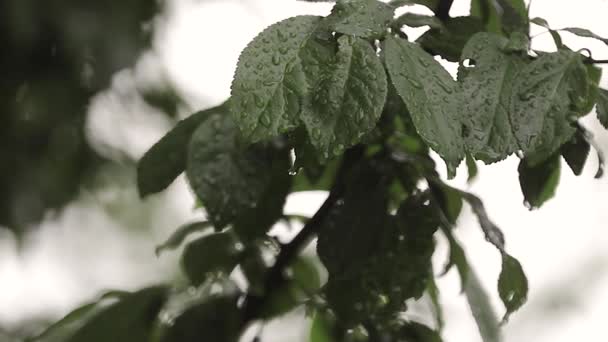 Nahaufnahme von grünen Blättern im Park, während es regnet — Stockvideo