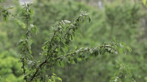 Pulm árbol en el jardín mientras llueve. Los frutos del árbol siguen siendo verdes. Los frutos no se alcanzan — Vídeos de Stock