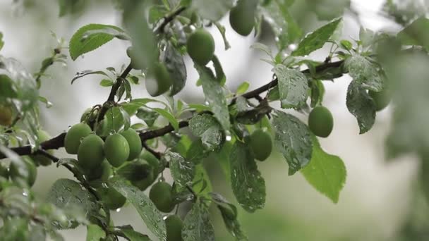 Árvore alegre no jardim enquanto está chuvoso. Os frutos da árvore ainda são verdes. Os frutos não são alcançados. Cereja-da-índia — Vídeo de Stock