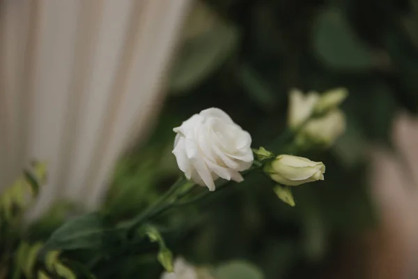 Квіти на весільний декор, зелений і білий кольори — стокове фото