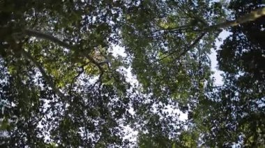 Şehirde güzel tropik ağaç. İspanya'da palmiye ağaçları