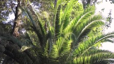Şehirde güzel tropik ağaç. İspanya'da palmiye ağaçları