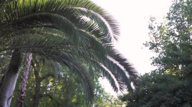 Şehirde güzel tropik ağaç. İspanya'da palmiye ağaçları