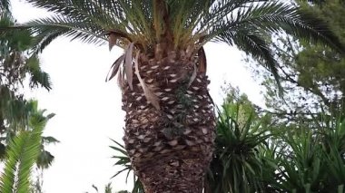 Şehirde güzel tropik ağaç. İspanya'da palmiye ağaçları