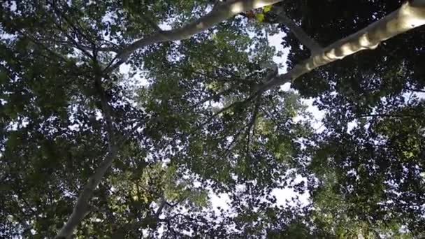 Bellissimo albero tropicale in città. Palme in Spagna — Video Stock