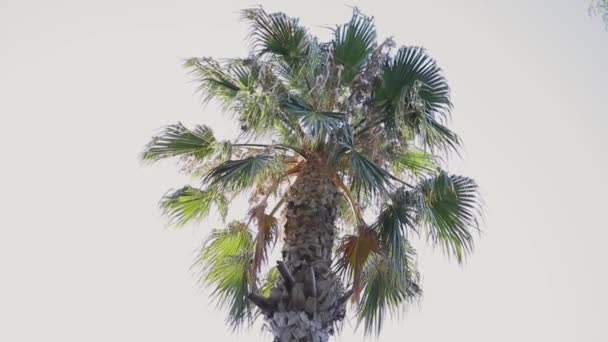 Bela árvore tropical na cidade. Palmeiras em Espanha — Vídeo de Stock