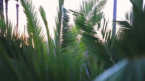 城市中美丽的热带树。西班牙的棕榈树 — 图库视频影像