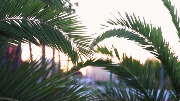 城市中美丽的热带树。西班牙的棕榈树 — 图库视频影像