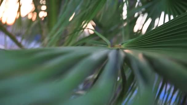 Красиве тропічне дерево в місті. Пальмові дерева в Іспанії — стокове відео
