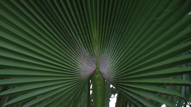 Bellissimo albero tropicale in città. Palme in Spagna — Video Stock