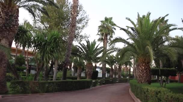 Prachtige tropische boom in de stad. Palm bomen in Spanje — Stockvideo