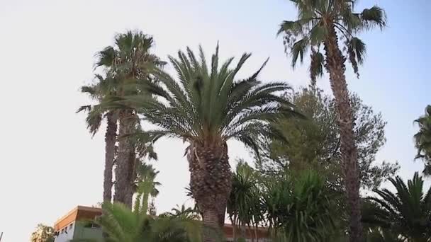 Vackra tropiska träd i staden. Palmer i Spanien — Stockvideo
