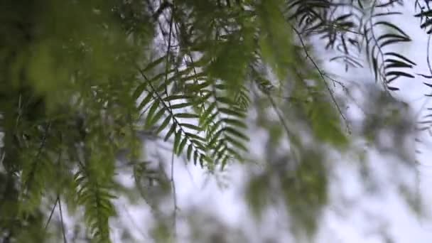 Roze peperkorrels op de boom. Tropische peper. Himalaya peper bessen — Stockvideo