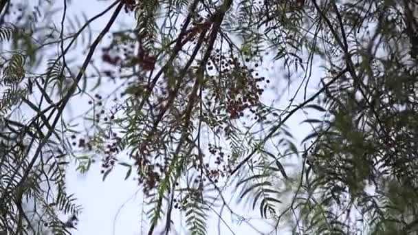 Grãos de pimenta rosa na árvore. Pimenta tropical. Bagas de pimenta do Himalaia — Vídeo de Stock