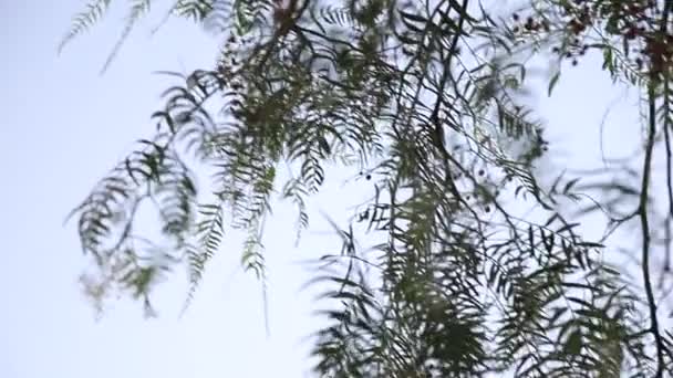 나무에 분홍색 후추. 열대 작은 후추. 히말라야 고추 열매 — 비디오