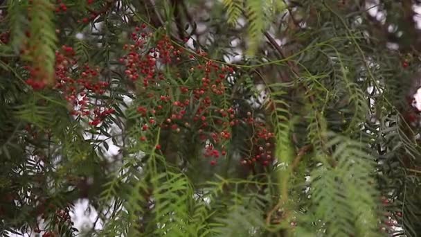 Růžové pepercorny na stromě. Tropická paprika. Papriky himájové — Stock video