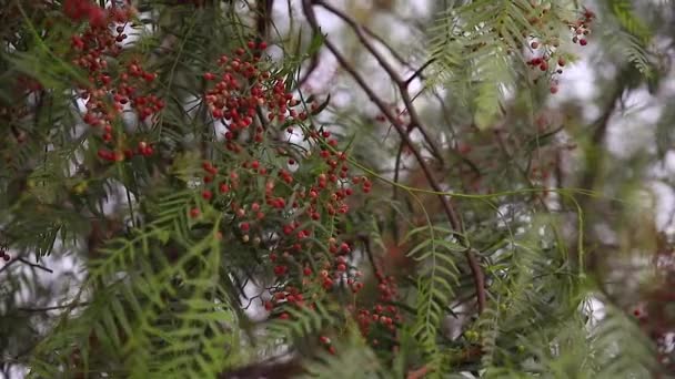 Du poivre rose sur l'arbre. Petit poivre tropical. Baies de poivre de l'Himalaya — Video