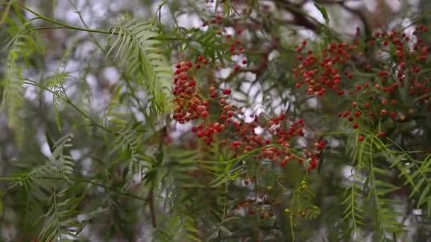 Pink peppercorns on the tree. Tropical little pepper. Himalayan pepper berries — Stock Video