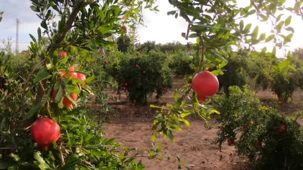 Zralé granátové plody rostoucí na stromě. Krásné červené granátové jablko na stromě. Čerstvé ovoce na větvi stromu. sluneční svit ležící na stromě granátu — Stock video