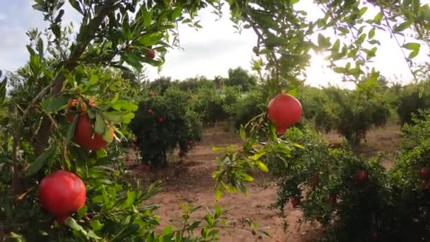 Rijp granaatappel vruchten groeien op de boom. Prachtige rode granaatappel aan boom. Vers fruit op de tak van de boom. zonneschijn liggend op granaatboom — Stockvideo