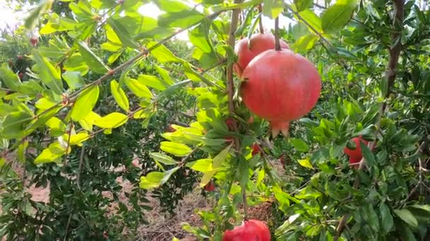 Reife Granatapfelfrüchte, die am Baum wachsen. schöner roter Granatapfel am Baum. frische Früchte auf dem Ast des Baumes. Sonnenschein auf Granatbaum liegend — Stockvideo