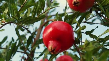 Ağaçta yetişen olgun nar meyveleri. Ağaçta güzel kırmızı nar. Ağacın dalında taze meyveler. Güneş ışığı Garnet ağacında yatıyor