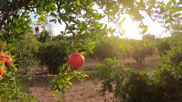 Mogna granatäpplen som växer på träd. Vackert rött granatäpple på trädet. Färska frukter på grenen av trädet. sol som ligger på granen träd — Stockvideo