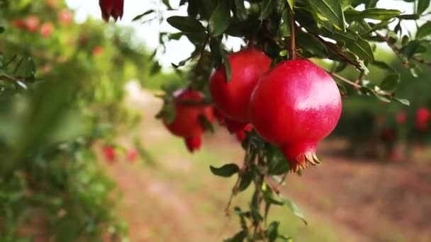 Zralé granátové plody rostoucí na stromě. Krásné červené granátové jablko na stromě. Čerstvé ovoce na větvi stromu. sluneční svit ležící na stromě granátu — Stock video