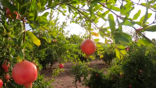 Frutos maduros de granada que crecen en el árbol. Hermosa granada roja en el árbol. Frutas frescas en la rama del árbol. sol acostado en el árbol de granate — Vídeo de stock