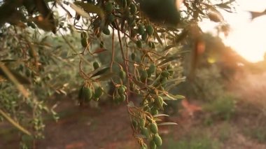 Gün batımında zeytin ağacı. Ağaçta güzel taze zeytin. Yeşil sebze