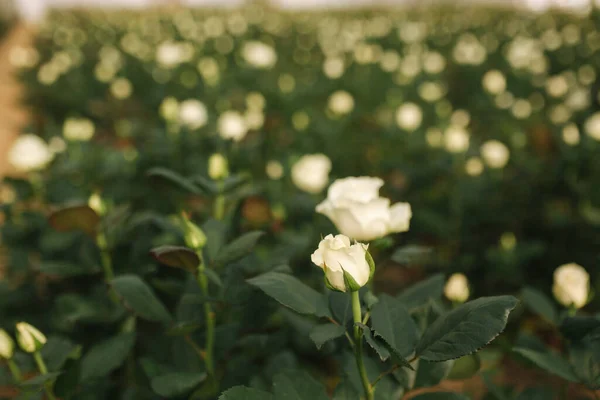 stock image Plantation of white roses in greenhouse. Summer time