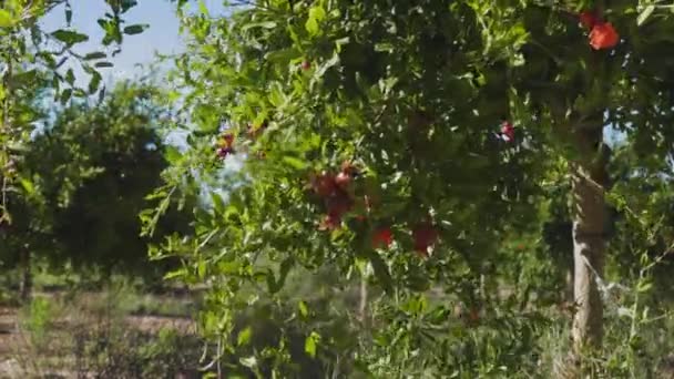 Vackra pulserande orange granatäpple blommor i trädgården. Närbild av exotiska röda blommor på bakgrunden av färska gröna blad och blå himmel. Naturligt blommande koncept — Stockvideo