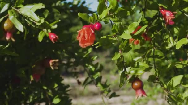 Prachtige levendige oranje granaatappel bloemen in de tuin. Close-ip van exotische rode bloemen op de achtergrond van verse groene bladeren en blauwe lucht. Natuurlijke bloei concept — Stockvideo