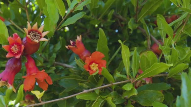 Krásné zářivé oranžové granátové květy v zahradě. Detail exotických červených květů na pozadí čerstvých zelených listů a modré oblohy. Přirozený koncept květu — Stock video