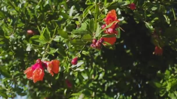 Belles fleurs orange vif grenade dans le jardin. Gros plan de fleurs rouges exotiques sur fond de feuilles vertes fraîches et de ciel bleu. Concept de floraison naturelle — Video