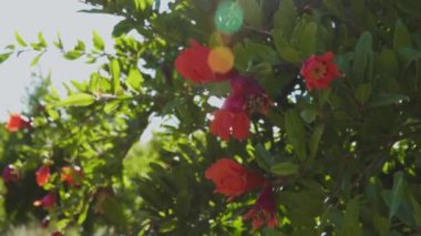 Bahçedeki güzel turuncu nar çiçekleri. Taze yeşil yapraklar ve mavi gökyüzünün arka planında egzotik kırmızı çiçeklerin yakın çekimi. Doğal çiçek konsepti