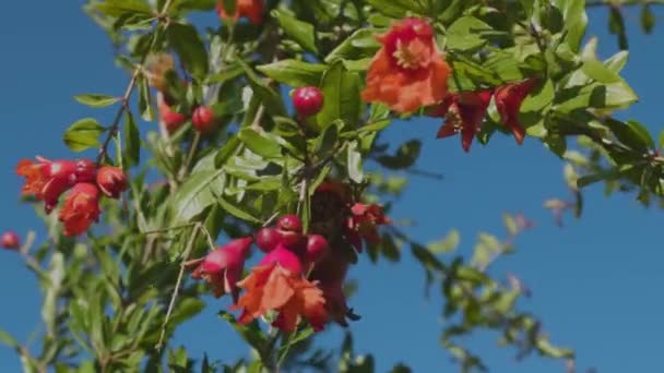 Prachtige levendige oranje granaatappel bloemen in de tuin. Close-ip van exotische rode bloemen op de achtergrond van verse groene bladeren en blauwe lucht. Natuurlijke bloei concept — Stockvideo