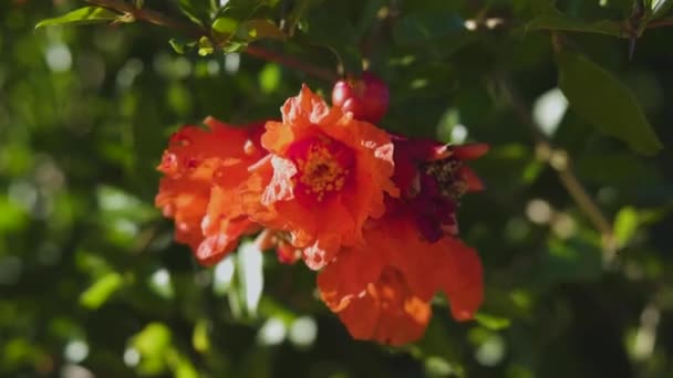 Bellissimi fiori di melograno arancione vibrante in giardino. Close-ip di fiori rossi esotici su sfondo di foglie verdi fresche e cielo blu. Concetto fioritura naturale — Video Stock
