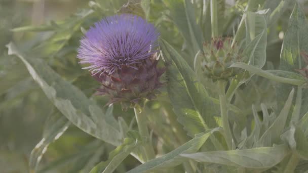 Hedgehog cacto com um monte de flores azuis ou roxas na primavera na Espanha — Vídeo de Stock