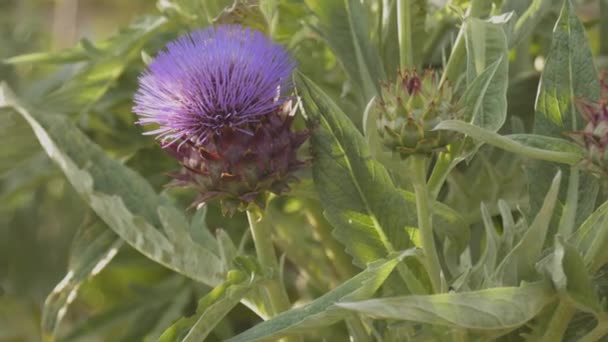 Igelkaktus mit vielen blauen oder violetten Blüten im Frühling in Spanien — Stockvideo