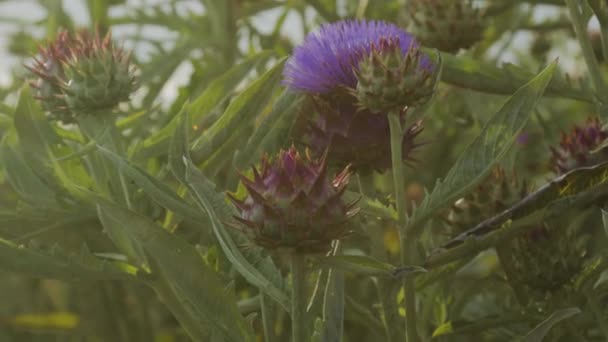 İspanya 'da baharda bir sürü mavi ya da mor çiçekli kirpi kaktüsü — Stok video