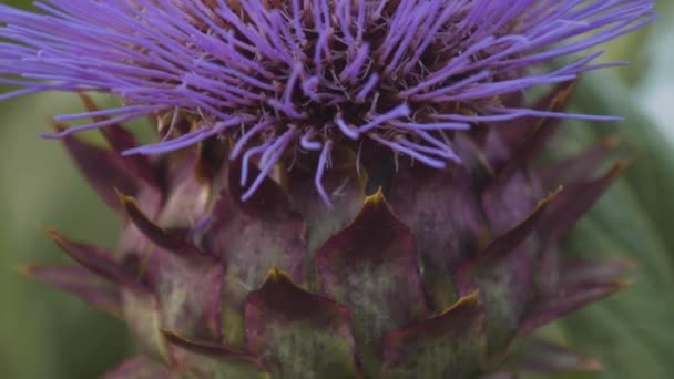 Cactus de erizo con muchas flores azules o moradas en primavera en España — Vídeos de Stock