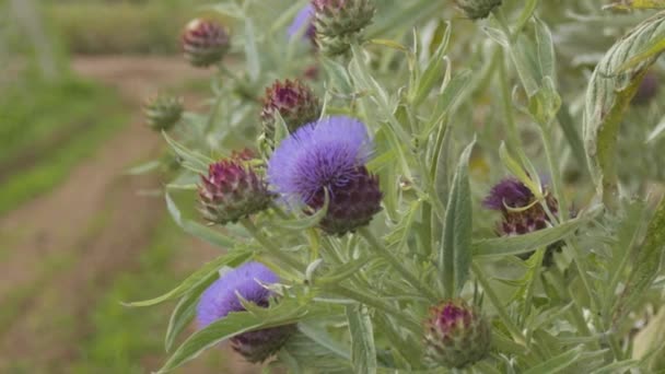 Kaktus landak dengan banyak bunga biru atau ungu di musim semi di Spanyol — Stok Video