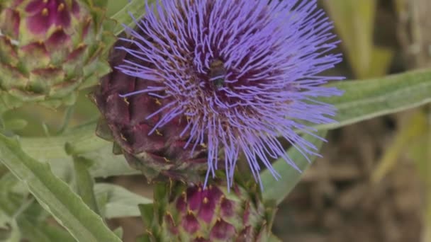 Hedgehog cacto com um monte de flores azuis ou roxas na primavera na Espanha — Vídeo de Stock