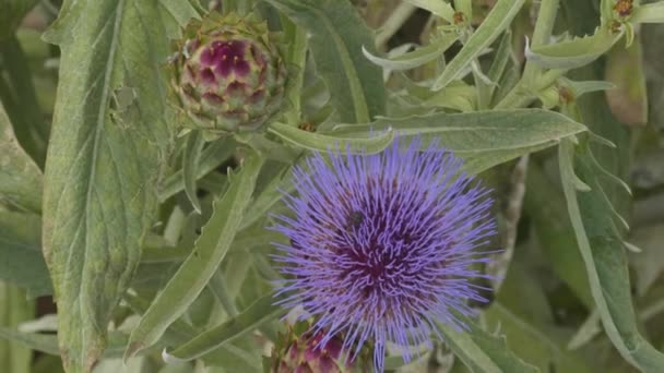 Igelkaktus mit vielen blauen oder violetten Blüten im Frühling in Spanien — Stockvideo