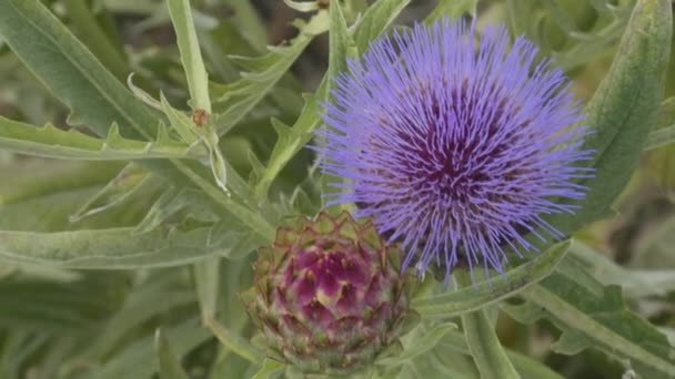 Hedgehog cacto com um monte de flores azuis ou roxas na primavera na Espanha — Vídeo de Stock