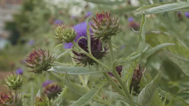 Hedgehog cacto com um monte de flores azuis ou roxas na primavera na Espanha — Vídeo de Stock