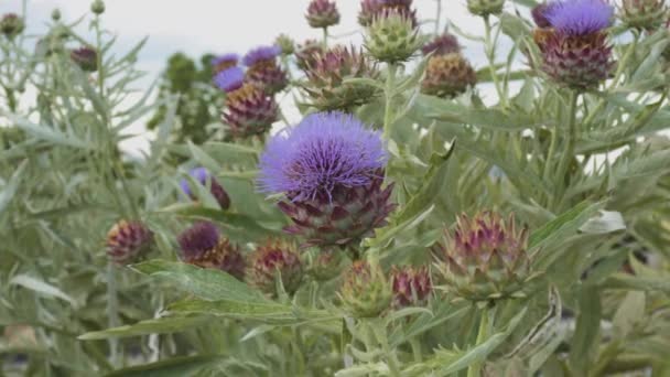 Cactus de erizo con muchas flores azules o moradas en primavera en España — Vídeo de stock