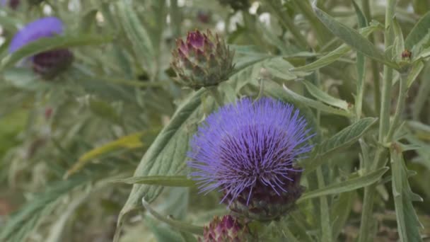 Hedgehog cacto com um monte de flores azuis ou roxas na primavera na Espanha — Vídeo de Stock
